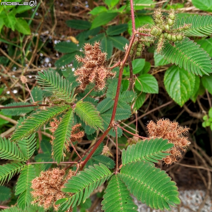 水黃皮+變葉木 台南市西港區綠川廊道 09/28