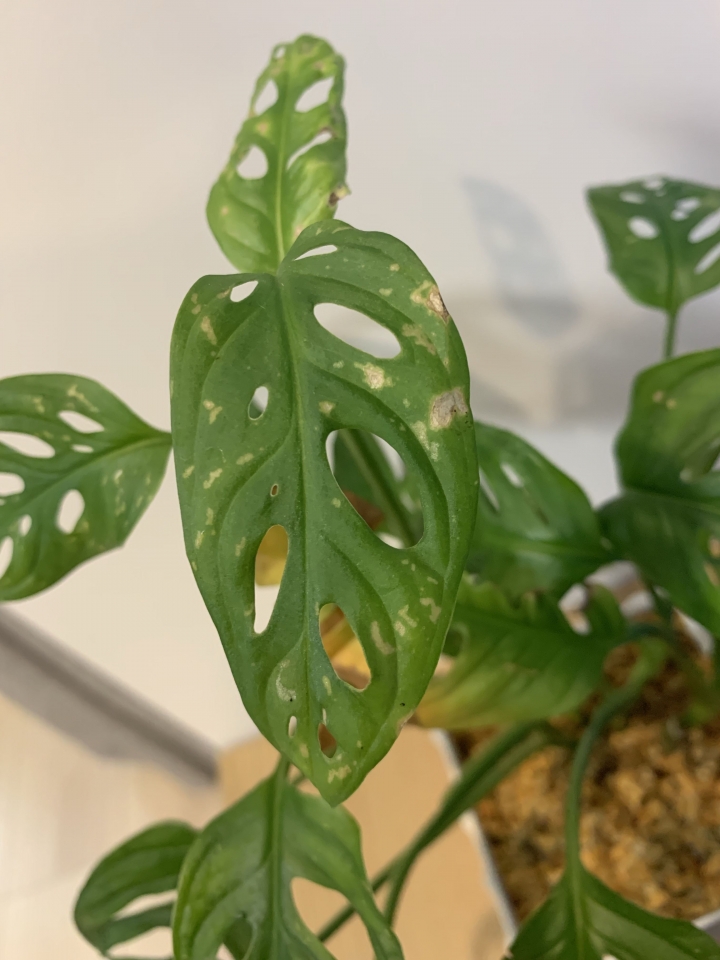 洞洞蔓的葉子表面長班
