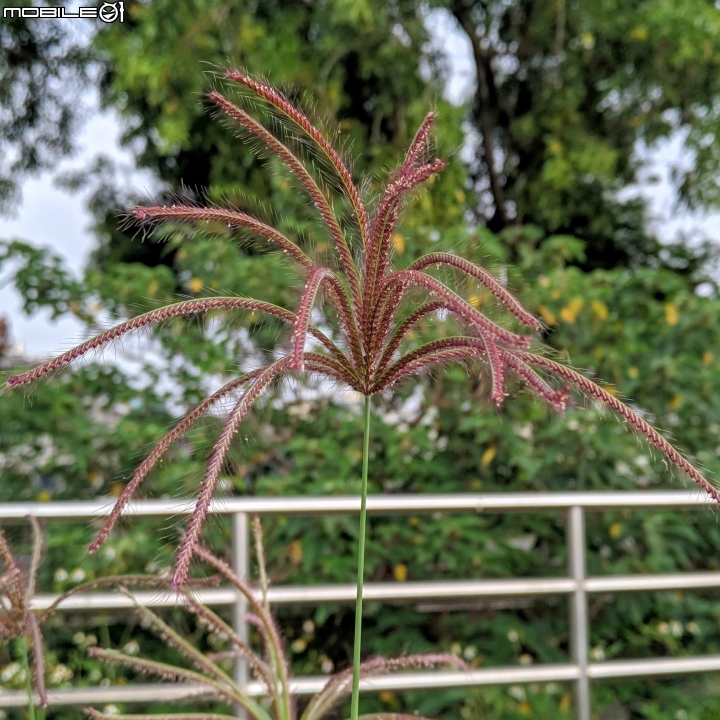 水黃皮+變葉木 台南市西港區綠川廊道 09/28