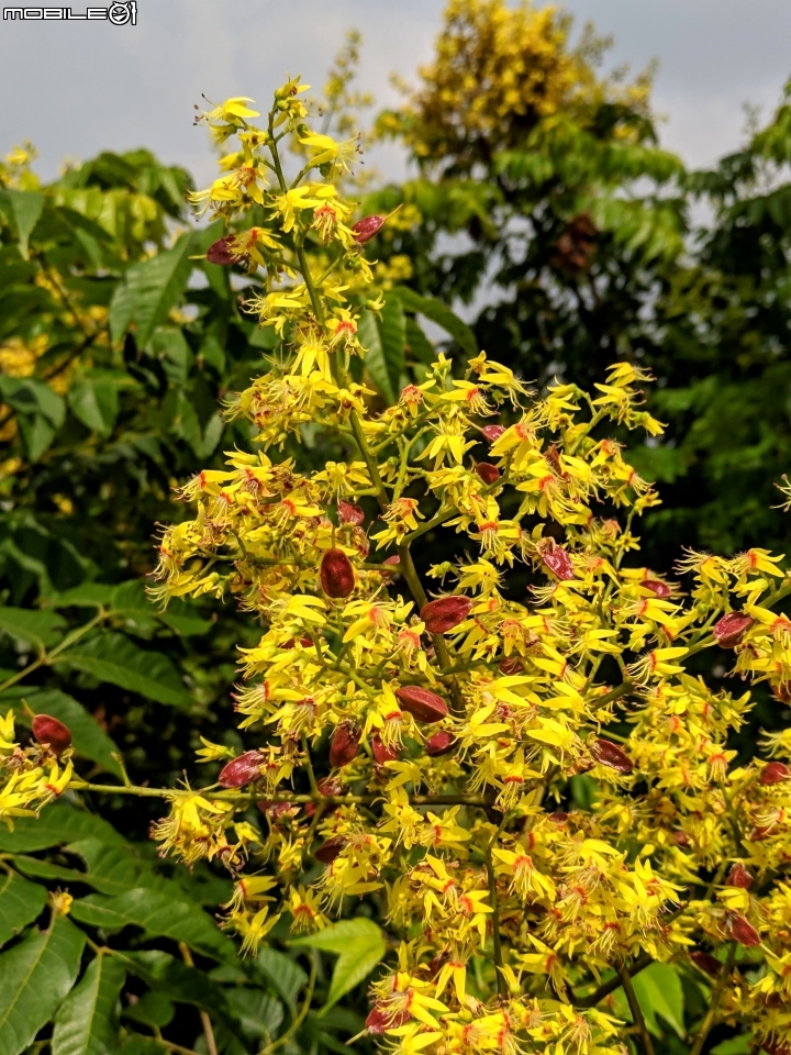 台灣欒樹 台南市西港區綠川廊道 09/14