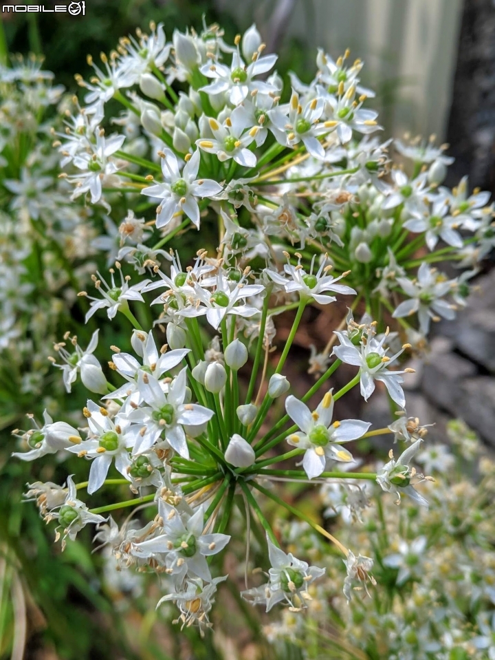 韭菜花+磨盤草+藍雪花 台南市南區灣里 09/29