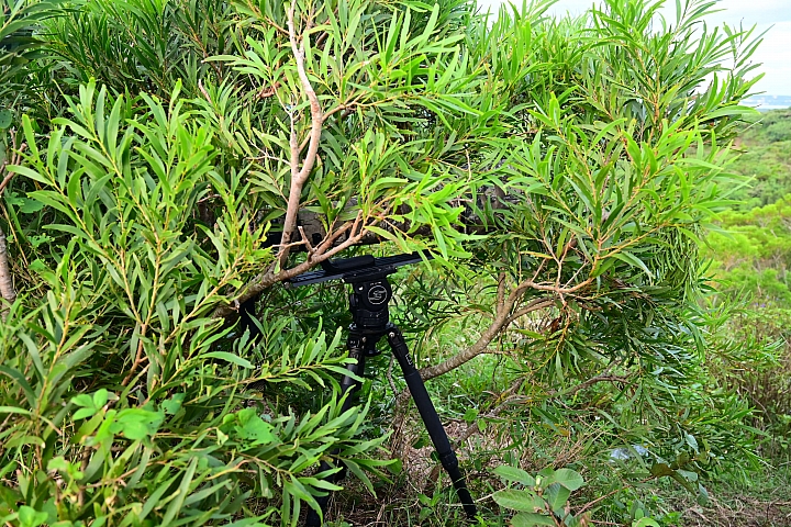 Z7/Z6赤腹鷹站枝