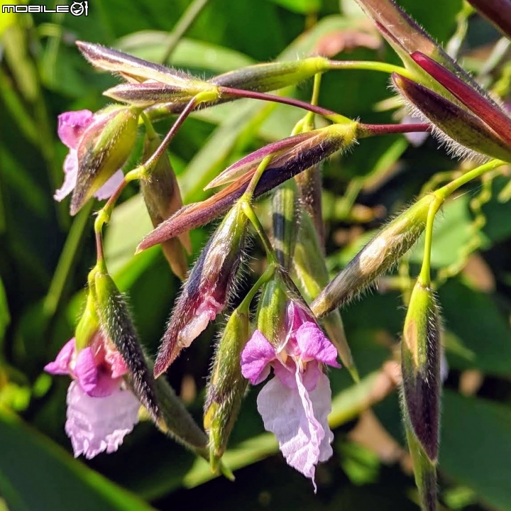 垂花水竹芋 台南市新市區新市生態休閒公園 08/31