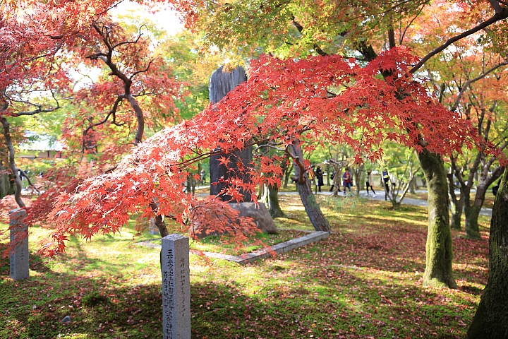 2018京阪神紅葉親子自由行
