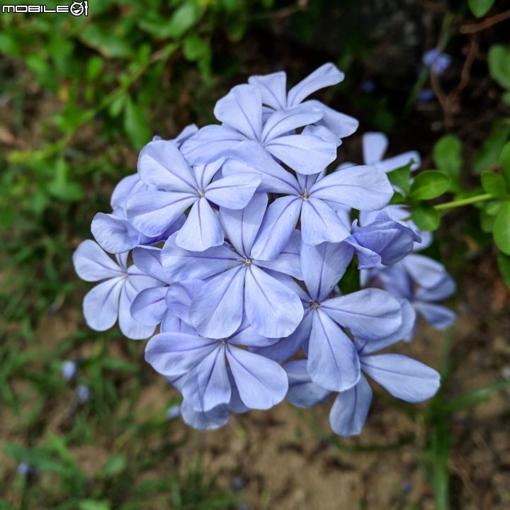 韭菜花+磨盤草+藍雪花 台南市南區灣里 09/29