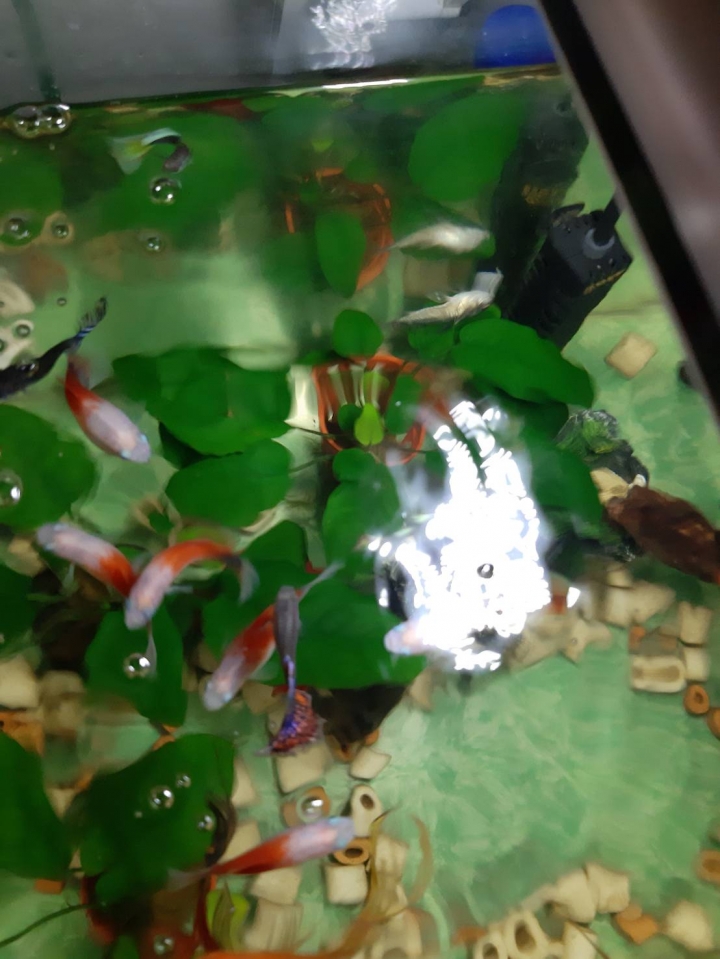 鼠魚翻白肚