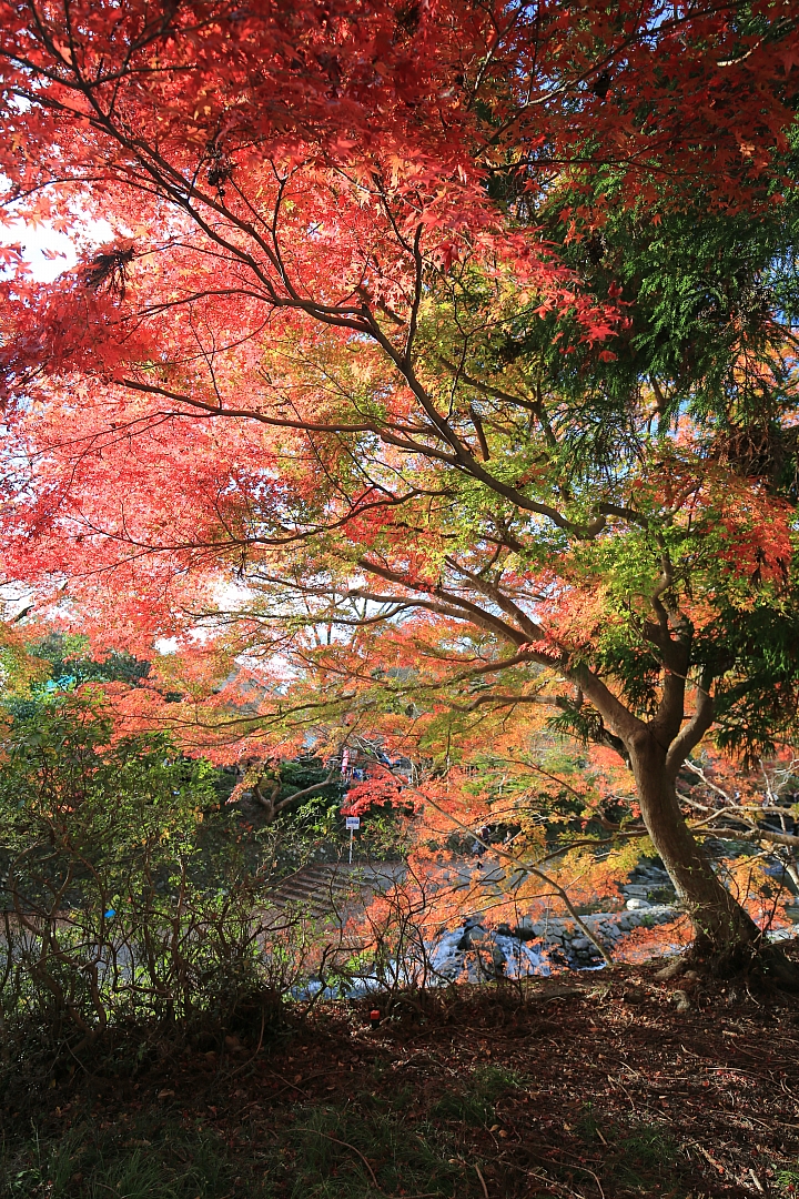 2018京阪神紅葉親子自由行