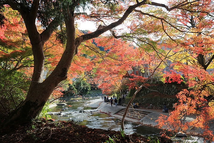 2018京阪神紅葉親子自由行