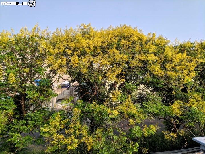 台灣欒樹 嘉義縣朴子大橋 09/14