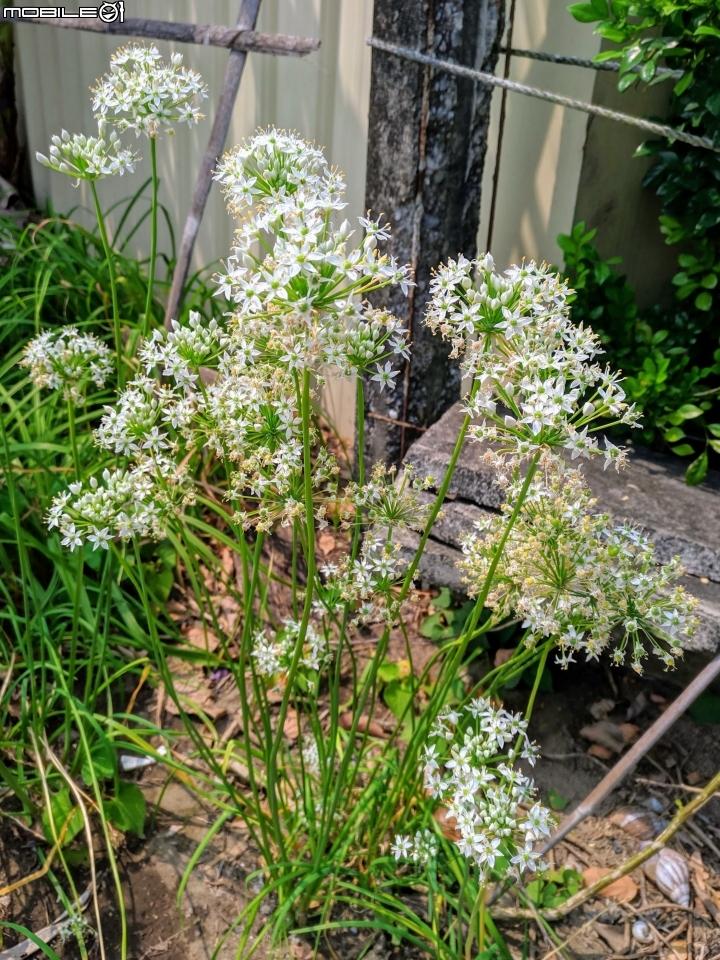 韭菜花+磨盤草+藍雪花 台南市南區灣里 09/29