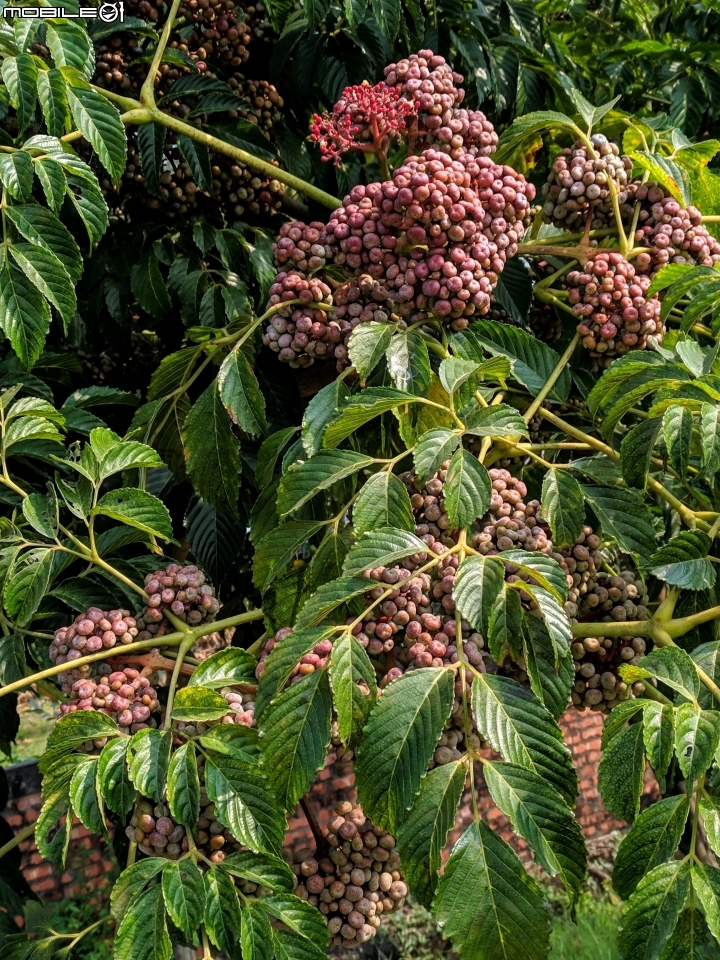 貓鬚草+火筒樹 台南市佳里區台19 09/28