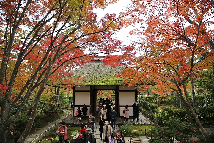 2018京阪神紅葉親子自由行