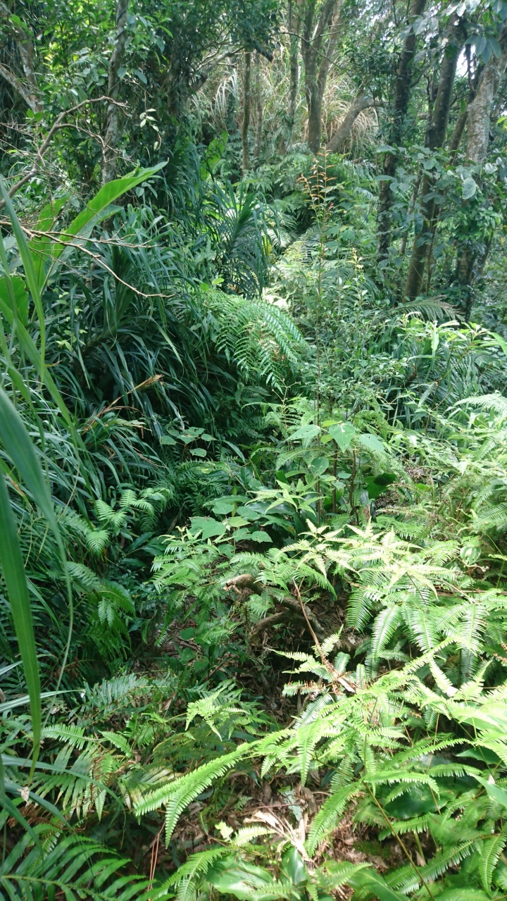 [樂山童盟] [新北石碇] 冷飯坑古道（冷飯坑山-楓子林山-烏月山）