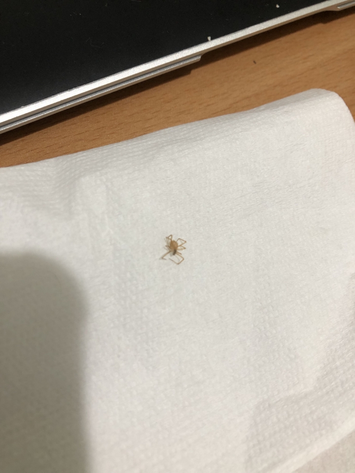這是什麼蜘蛛？
