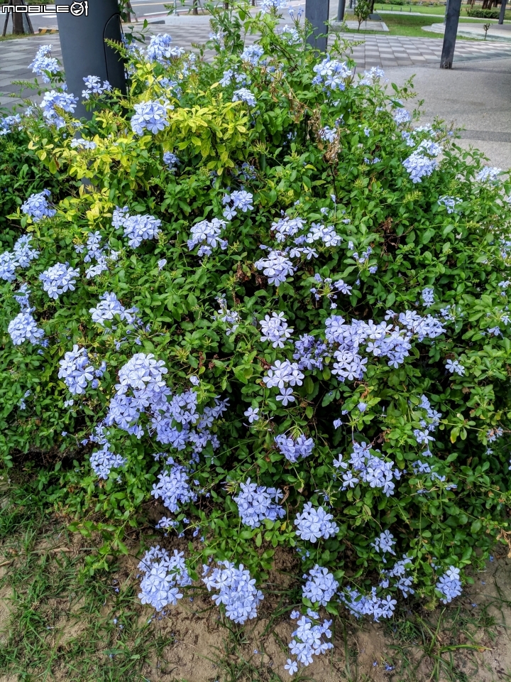 韭菜花+磨盤草+藍雪花 台南市南區灣里 09/29