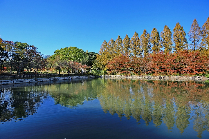2018京阪神紅葉親子自由行