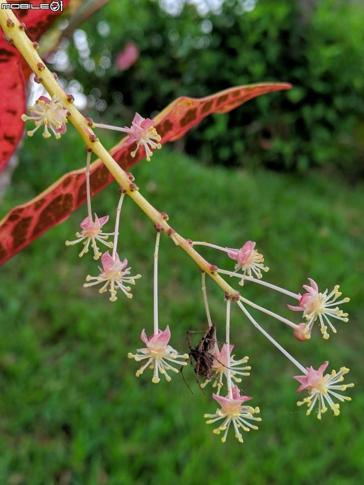 水黃皮+變葉木 台南市西港區綠川廊道 09/28