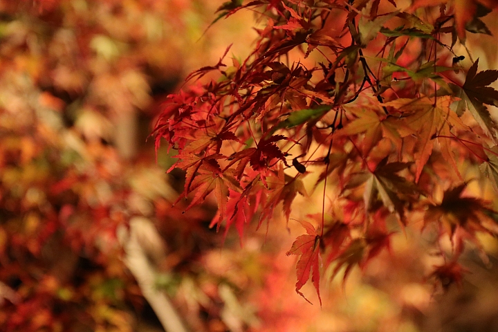 2018京阪神紅葉親子自由行