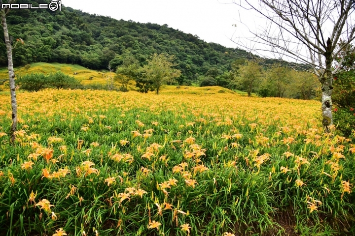 D750   六十石山+赤科山 金針花