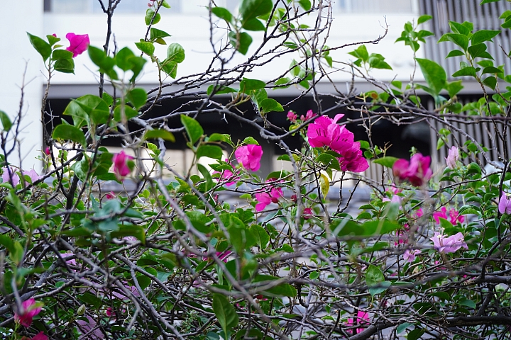 Sony A6100 平價入門機也能享有黑科技!
