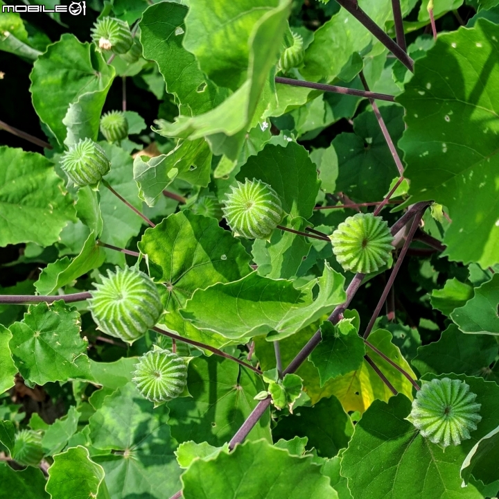 韭菜花+磨盤草+藍雪花 台南市南區灣里 09/29