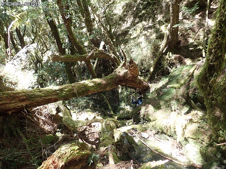 中央山脈大縱走17天(破紀錄)完百旅(904~920)(文長慎入)
