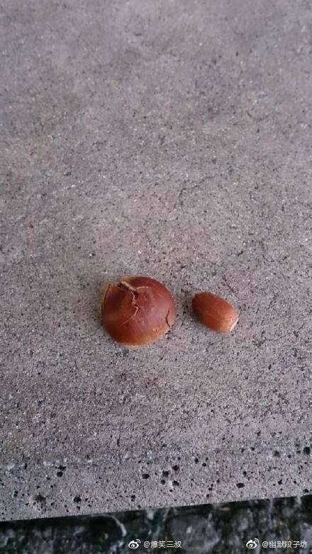 某人前些天天給一隻浣熊餵了些狗飼料........
