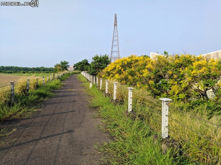 台灣欒樹 嘉義縣朴子大橋 09/14
