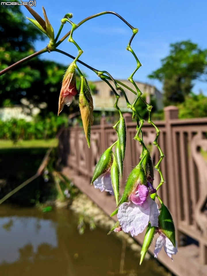 垂花水竹芋 台南市新市區新市生態休閒公園 08/31