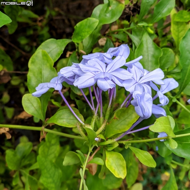 韭菜花+磨盤草+藍雪花 台南市南區灣里 09/29