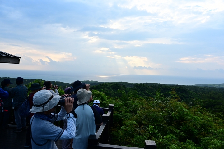Z6/Z7影片記錄赤腹鷹過境南台灣往菲律賓方向飛,社頂公園凌霄亭好視野。