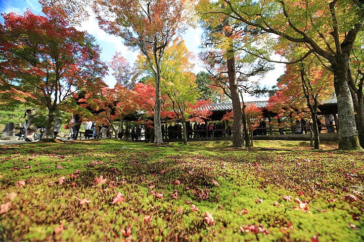 2018京阪神紅葉親子自由行
