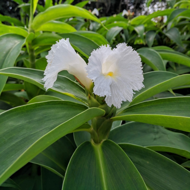 美葉鳳尾蕉+閉鞘薑 嘉義市西區埤子頭植物園 08/31
