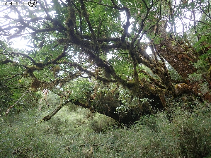 中央山脈大縱走17天(破紀錄)完百旅(904~920)(文長慎入)