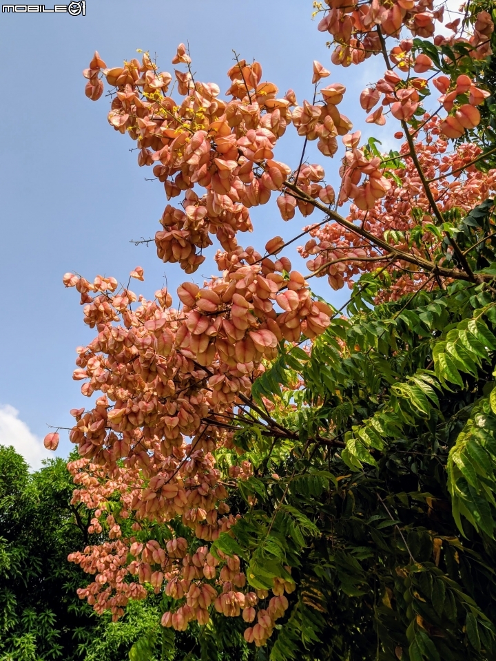 韭菜花+磨盤草+藍雪花 台南市南區灣里 09/29