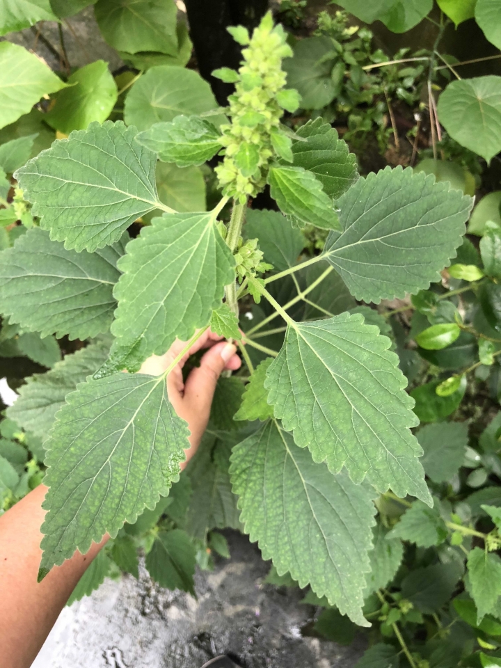 請問前後院的植物名稱
