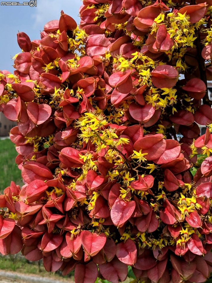 台灣欒樹 台南市西港區綠川廊道 09/14