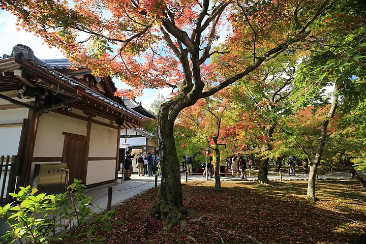 2018京阪神紅葉親子自由行