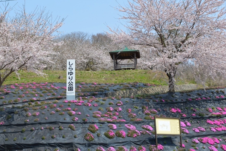 【遊玩】橫濱市泉區-しらゆり公園/和泉遊水地/境川遊水地公園/鯉のぼり大会