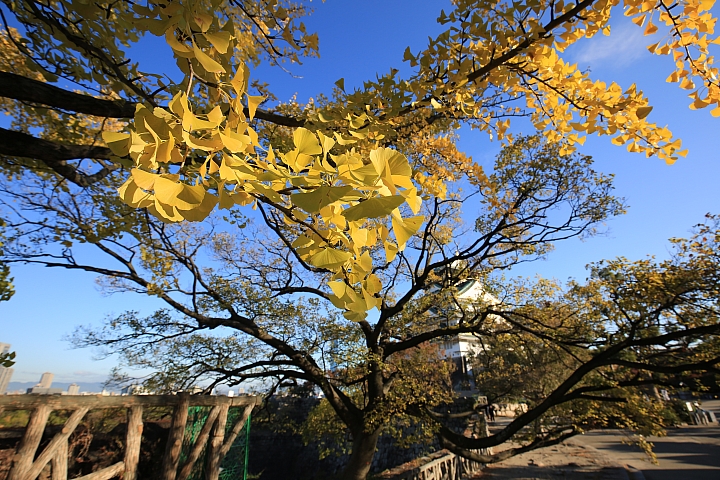 2018京阪神紅葉親子自由行