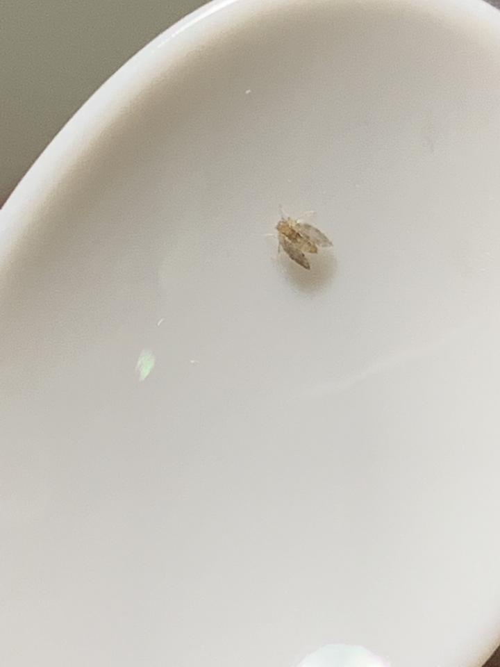 請問這是什麼蟲？