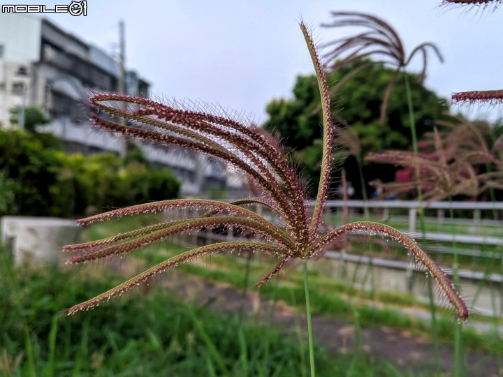 水黃皮+變葉木 台南市西港區綠川廊道 09/28