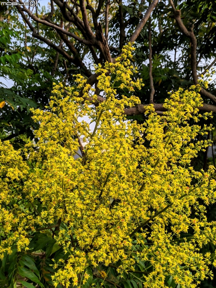 台灣欒樹 嘉義縣朴子大橋 09/14