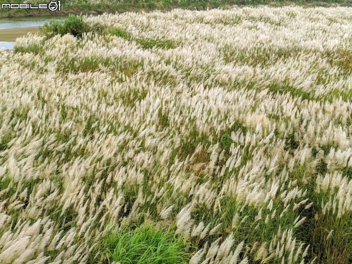 芒花(甜根子草) 台南市鹽水區汫水港大橋 09/28