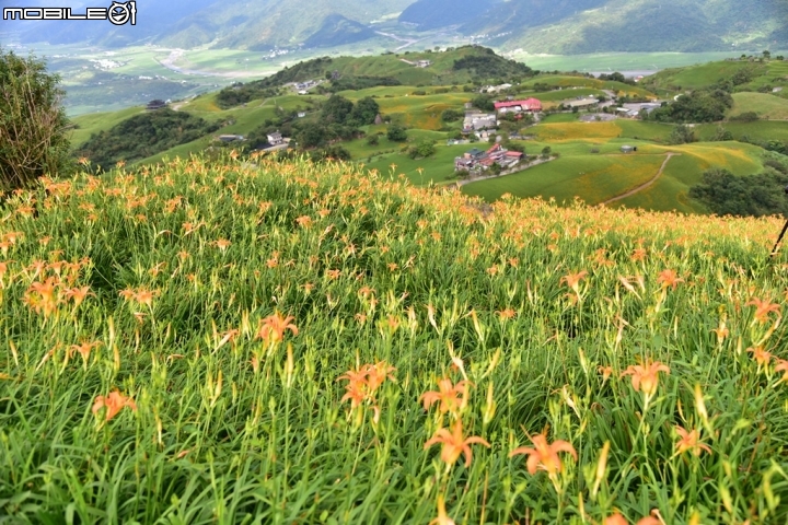 D750   六十石山+赤科山 金針花