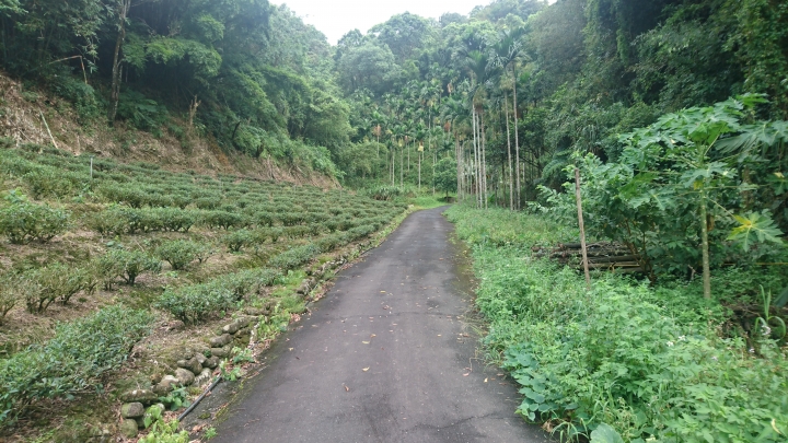 [樂山童盟] [新北坪林] 水柳腳登山步道(水柳腳-觀音台-坪林親水吊橋)