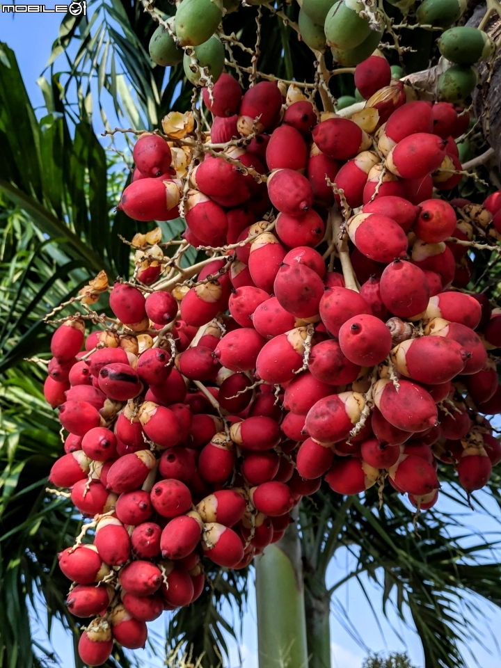 貓鬚草+火筒樹 台南市佳里區台19 09/28