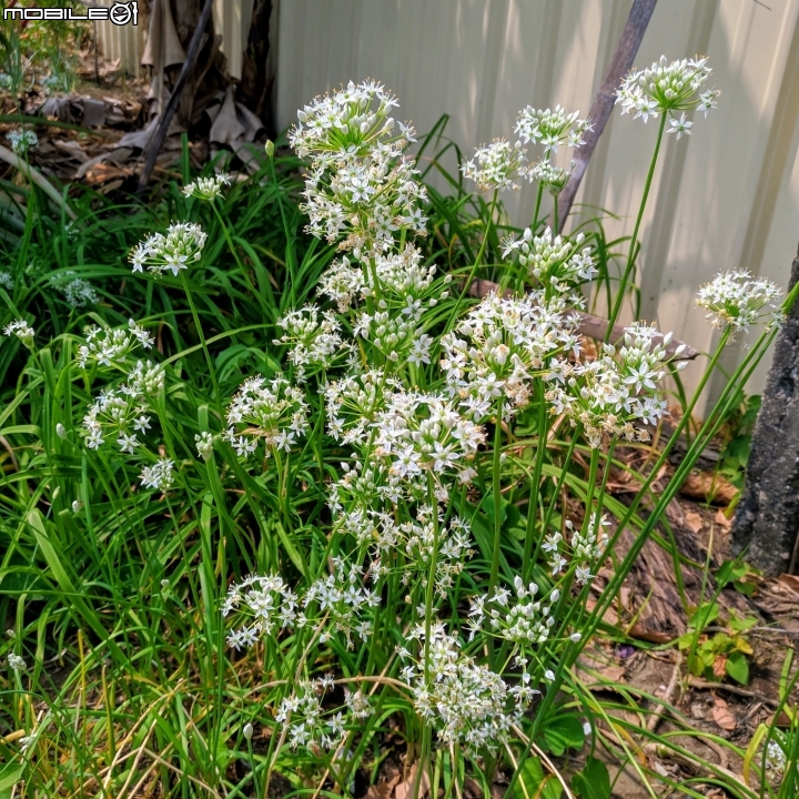 韭菜花+磨盤草+藍雪花 台南市南區灣里 09/29
