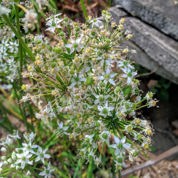 韭菜花+磨盤草+藍雪花 台南市南區灣里 09/29