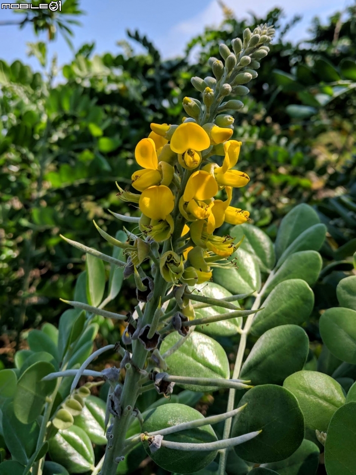 毛苦蔘+羅漢松 台南市安南區四草台江國家公園管理處 09/08